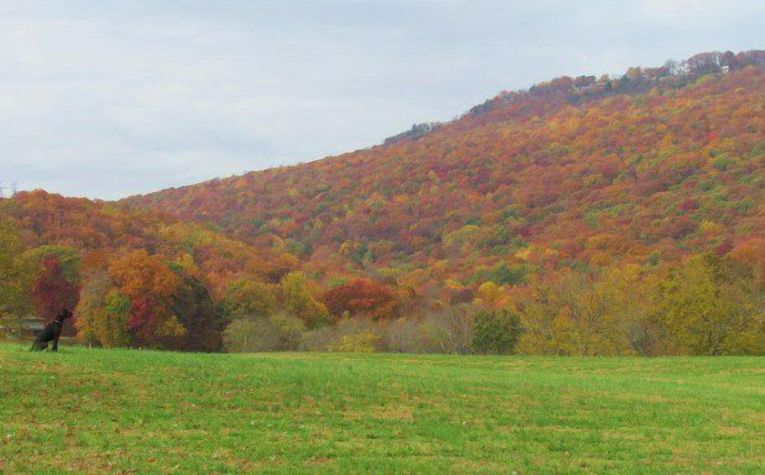 A grassy field with a hill in the background covered in autumn foliage.