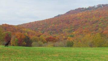 A grassy field with a hill in the background covered in autumn foliage.