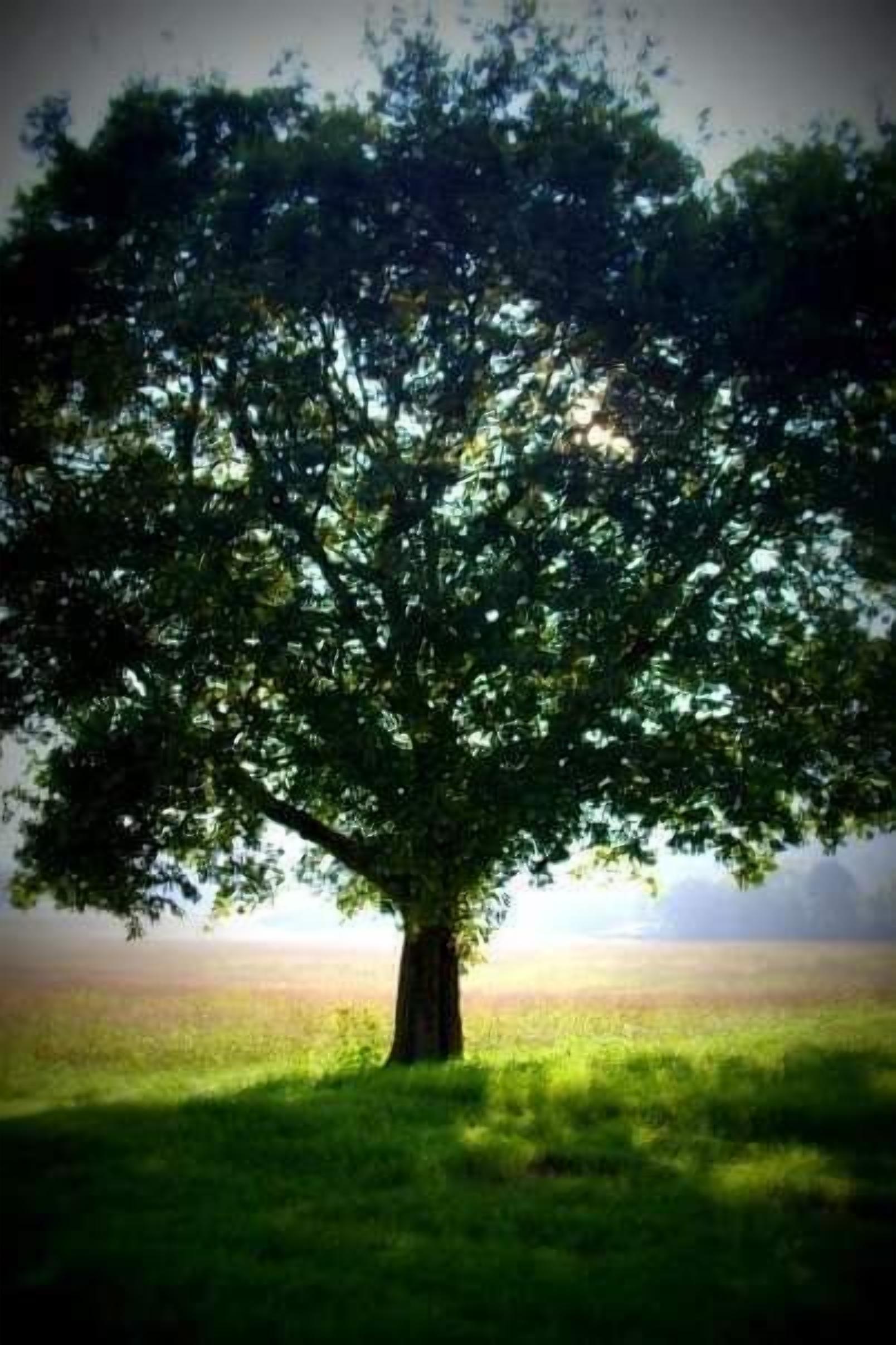 A single tree in a grassy field with a clear sky.