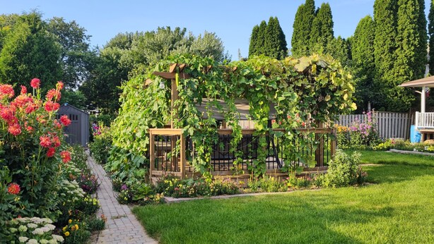 Un giardino con un pergolato in legno ricoperto di piante rampicanti, un vialetto in mattoni e un piccolo capanno.