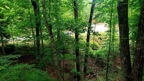 A dense forest with tall trees and a visible road in the background. - Cozy Studio Cabin In The Smokies. Close to Pigeon Forge + Wears Valley. (Sevierville)