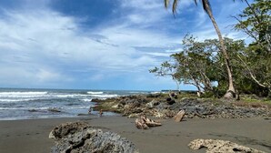 Ein Strand mit felsigem Gelände, einer Palme und Meereswellen.