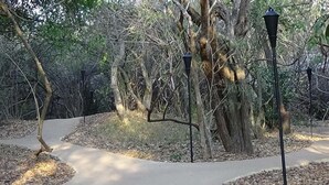 Ein Weg in einem Park mit Bäumen und einer Straßenlaterne.