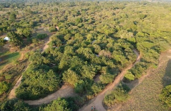 An aerial view of a dense forest with a winding dirt path. - Magical Tented Lodge in Yala- Thissamaharamaya (Thissamaharamaya)