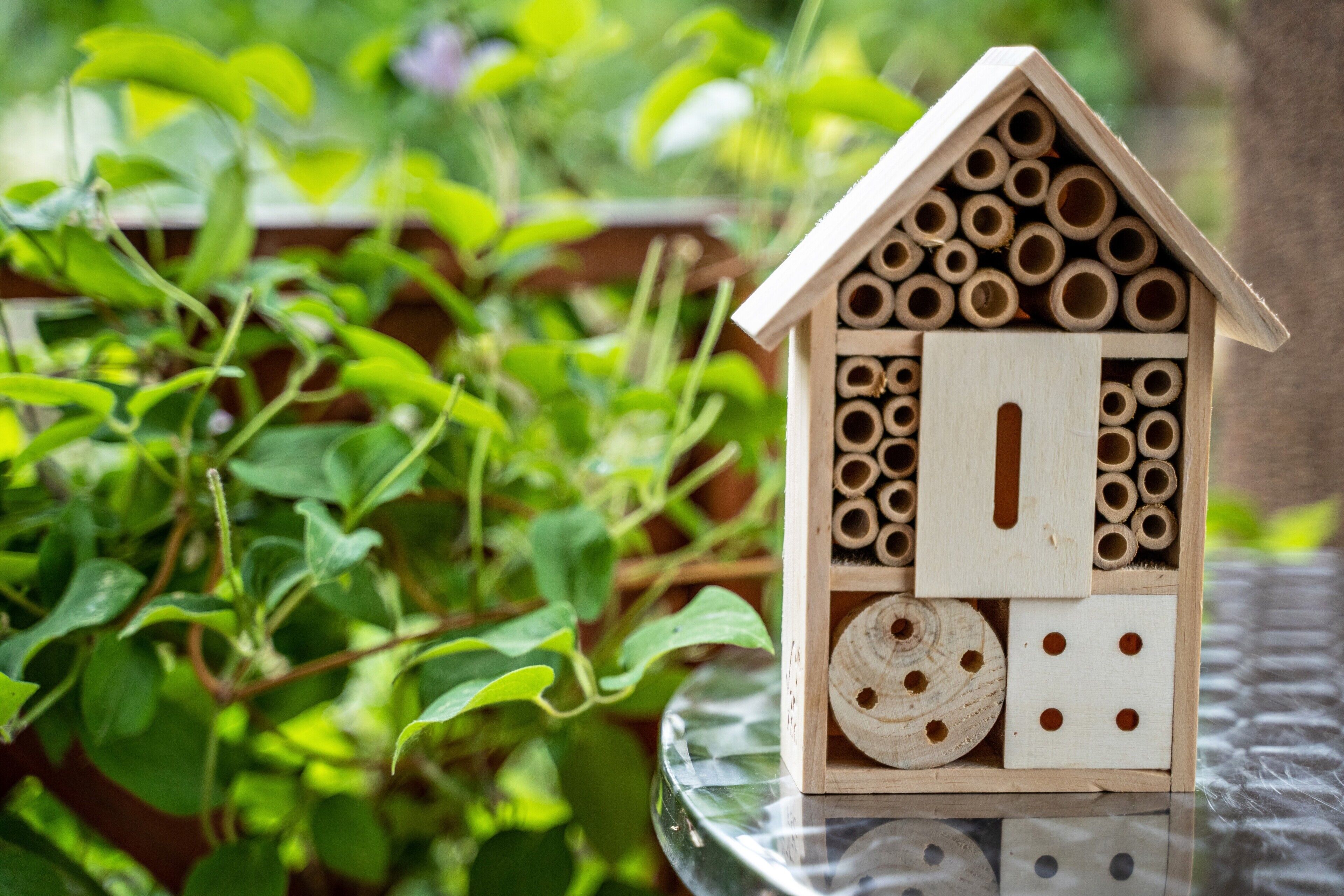 Een houten constructie in de vorm van een huis met verschillende vakken, mogelijk een bijenkorf of insectenhotel, geplaatst op een reflecterend oppervlak met begroeiing op de achtergrond.