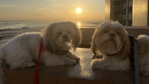 Two dogs lying on a balcony with a sunset view. - Pet Friendly Staycation at The Radiance Manila Bay (Pasay)