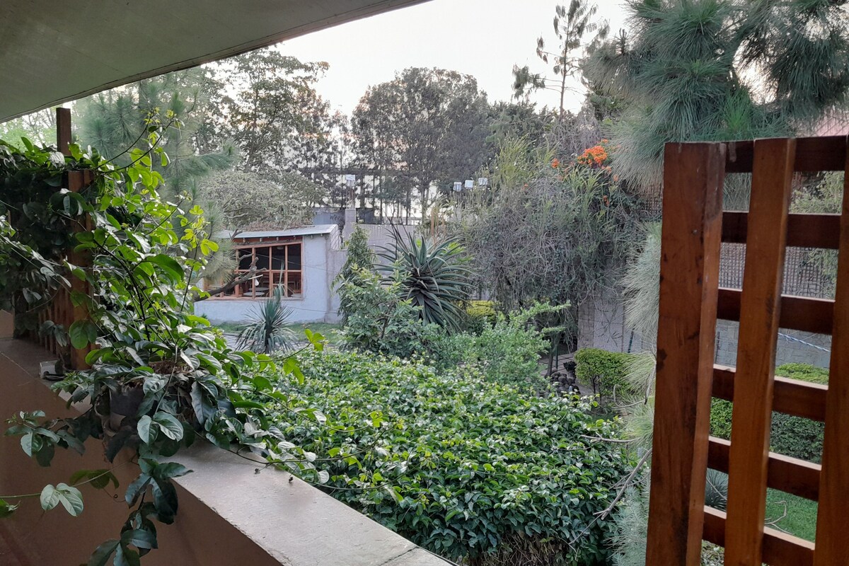 A view of a garden with various plants and a small building.