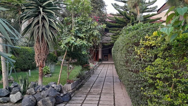 A paved pathway flanked by a variety of plants and a neatly trimmed hedge.