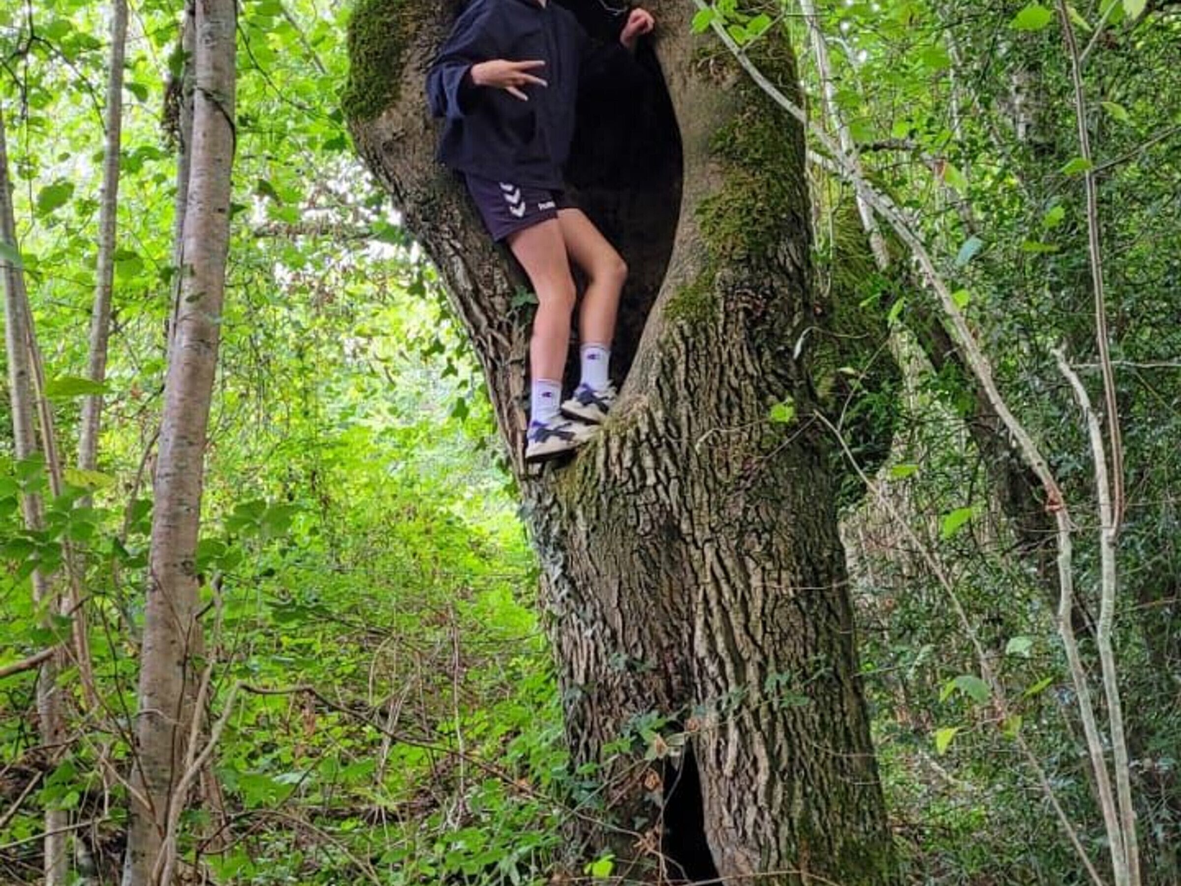 Una persona arrampicata su un albero in una foresta.