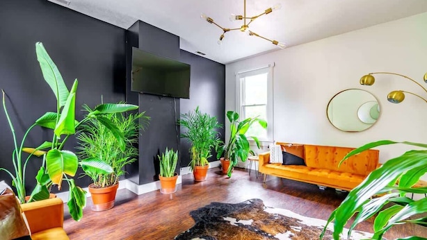 A modern living room with a dark wall, a flat-screen TV, a wooden floor, and a variety of potted plants. - Downtown Chillicothe | Walk to Historic District | Free Parking | 5,800+ Reviews (Chillicothe)