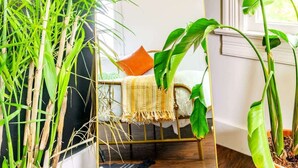 A room with a large potted plant, a mirror, and a window. - Downtown Chillicothe | Walk to Historic District | Free Parking | 5,800+ Reviews (Chillicothe)