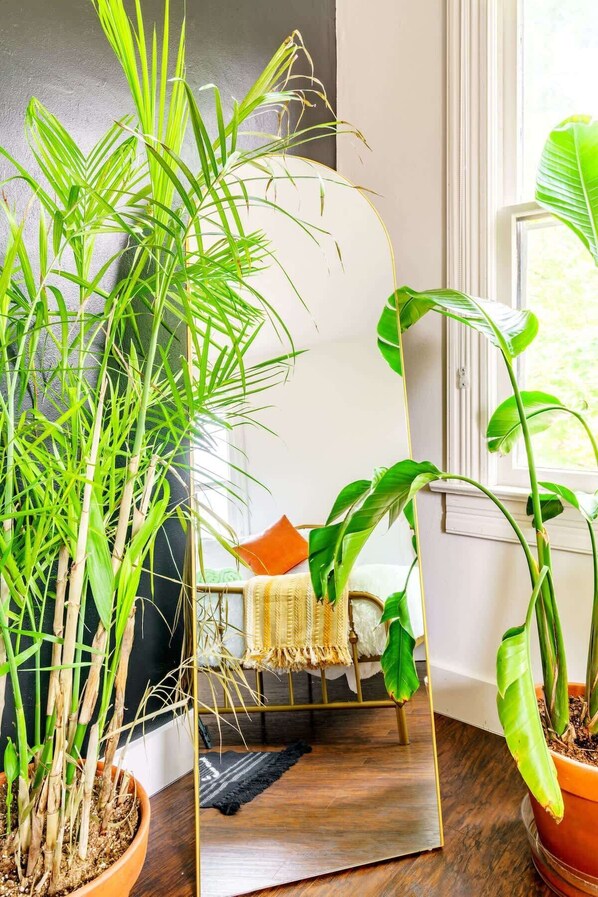 Une pièce avec une grande plante en pot, un miroir et une fenêtre.