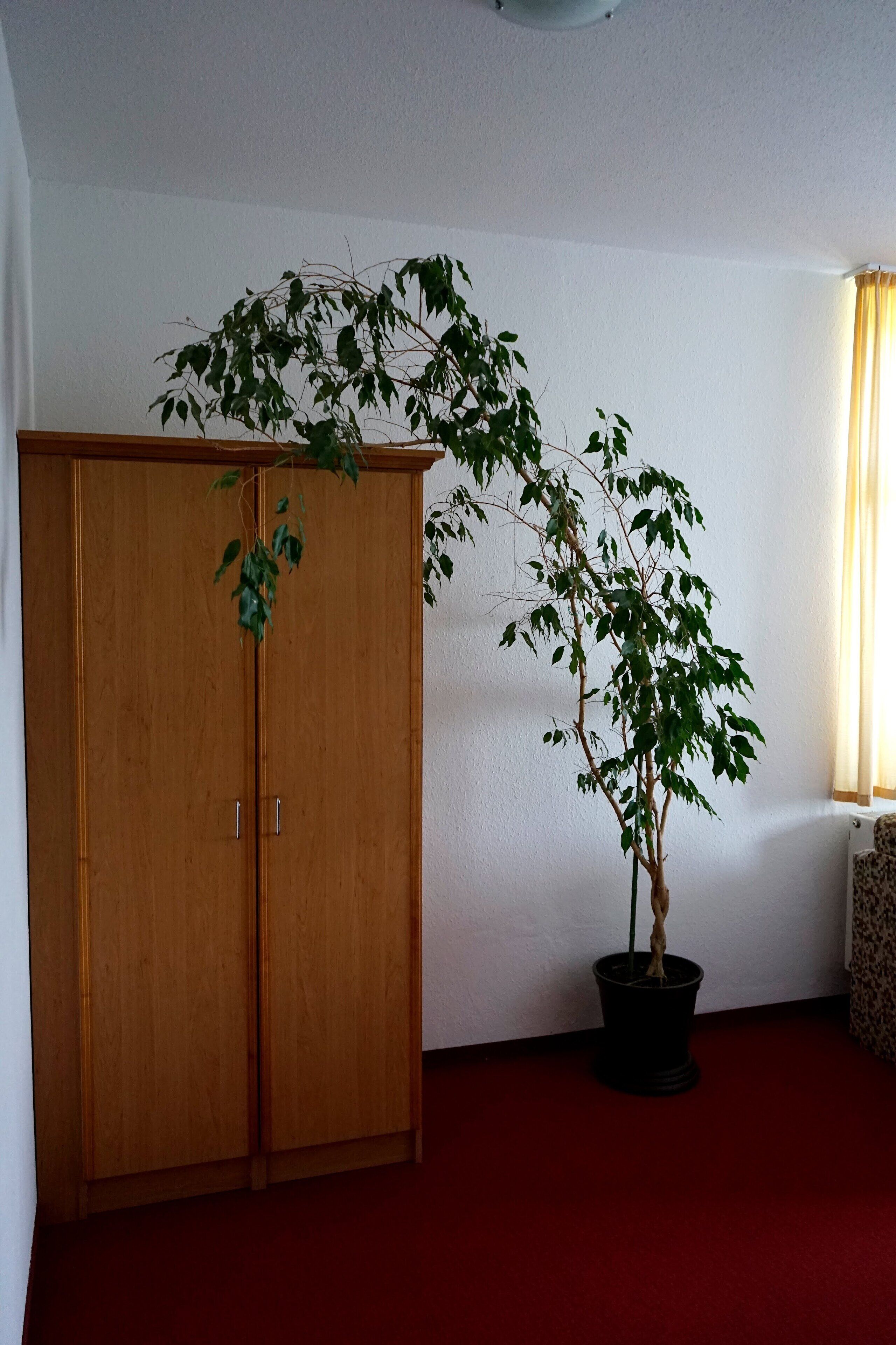 A room with a wooden wardrobe, a potted plant, and a red carpet.