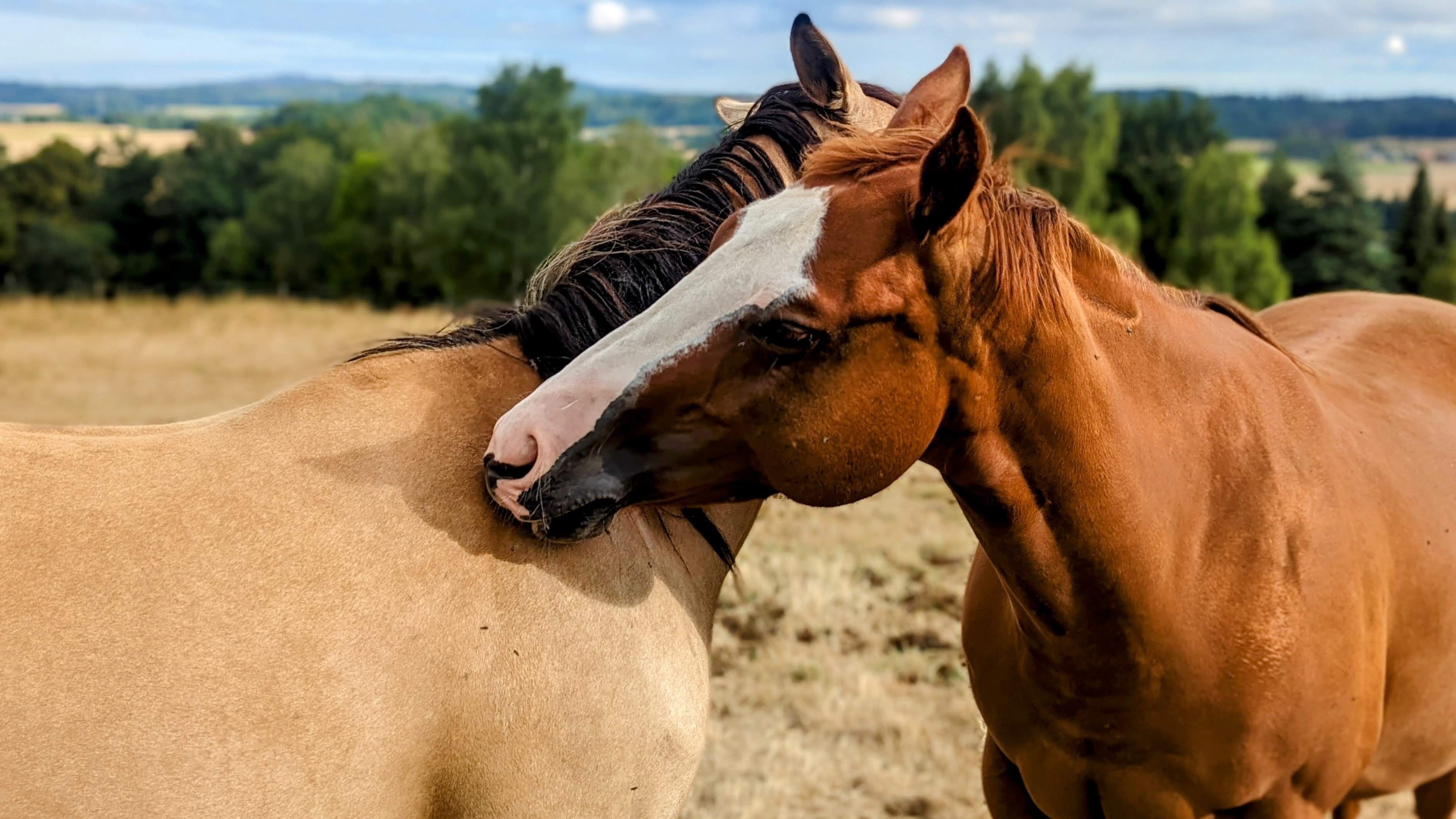 Two horses grazing in a field with a distant landscape.