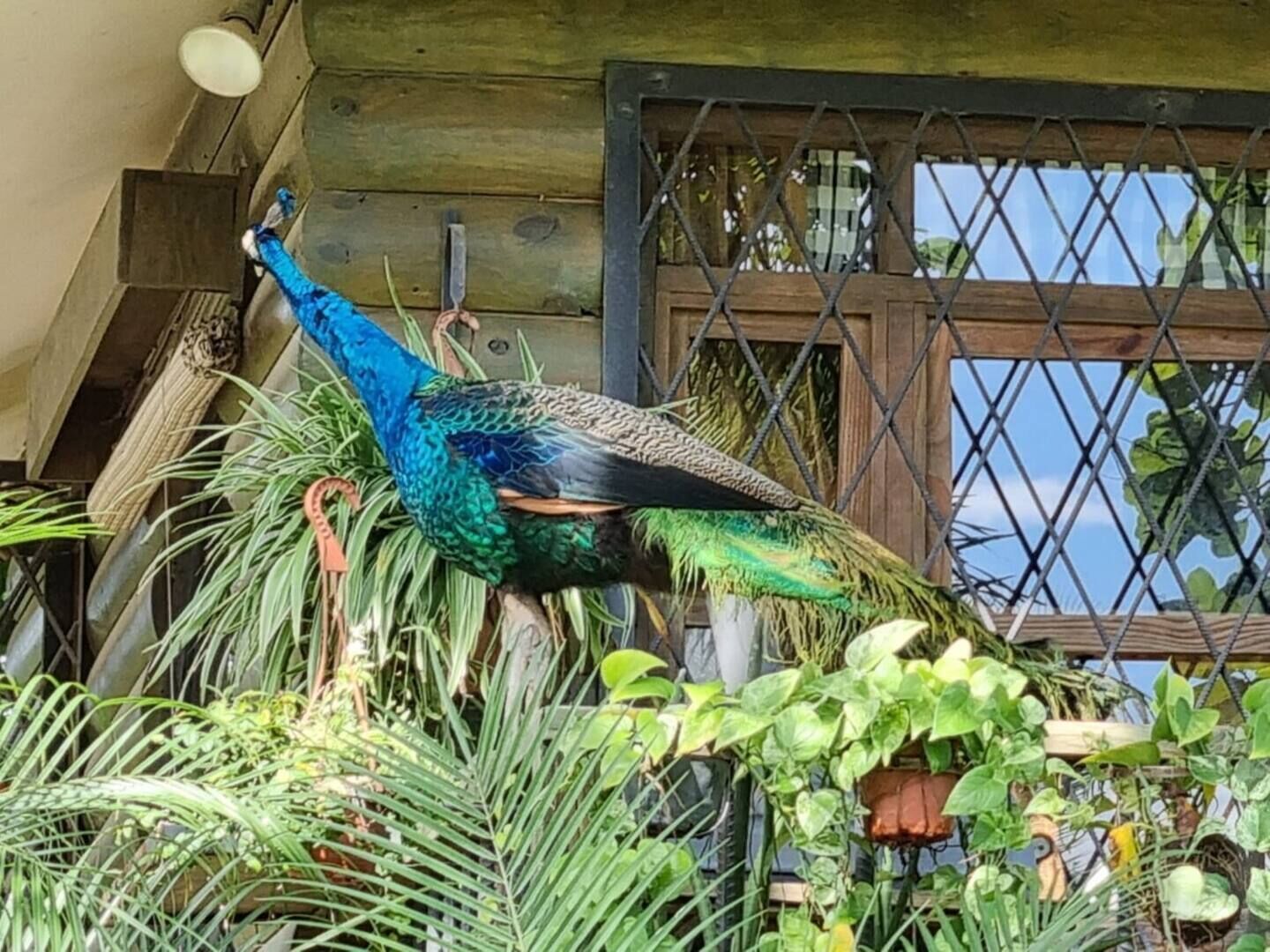 Un pavo real en un jardín con estructuras de madera y malla metálica.