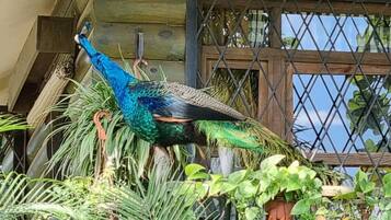Un pavo real en un jardín con estructuras de madera y malla metálica.