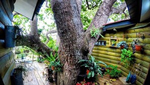 A wooden deck with a large tree, potted plants, and a rustic cabin structure.
