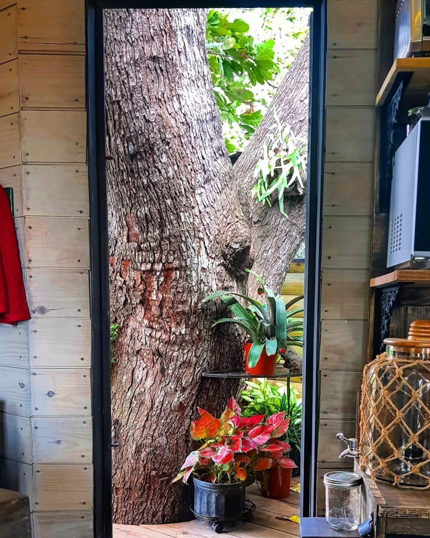 Een houten interieur met een grote boomstam, potplanten en een plank met potten.