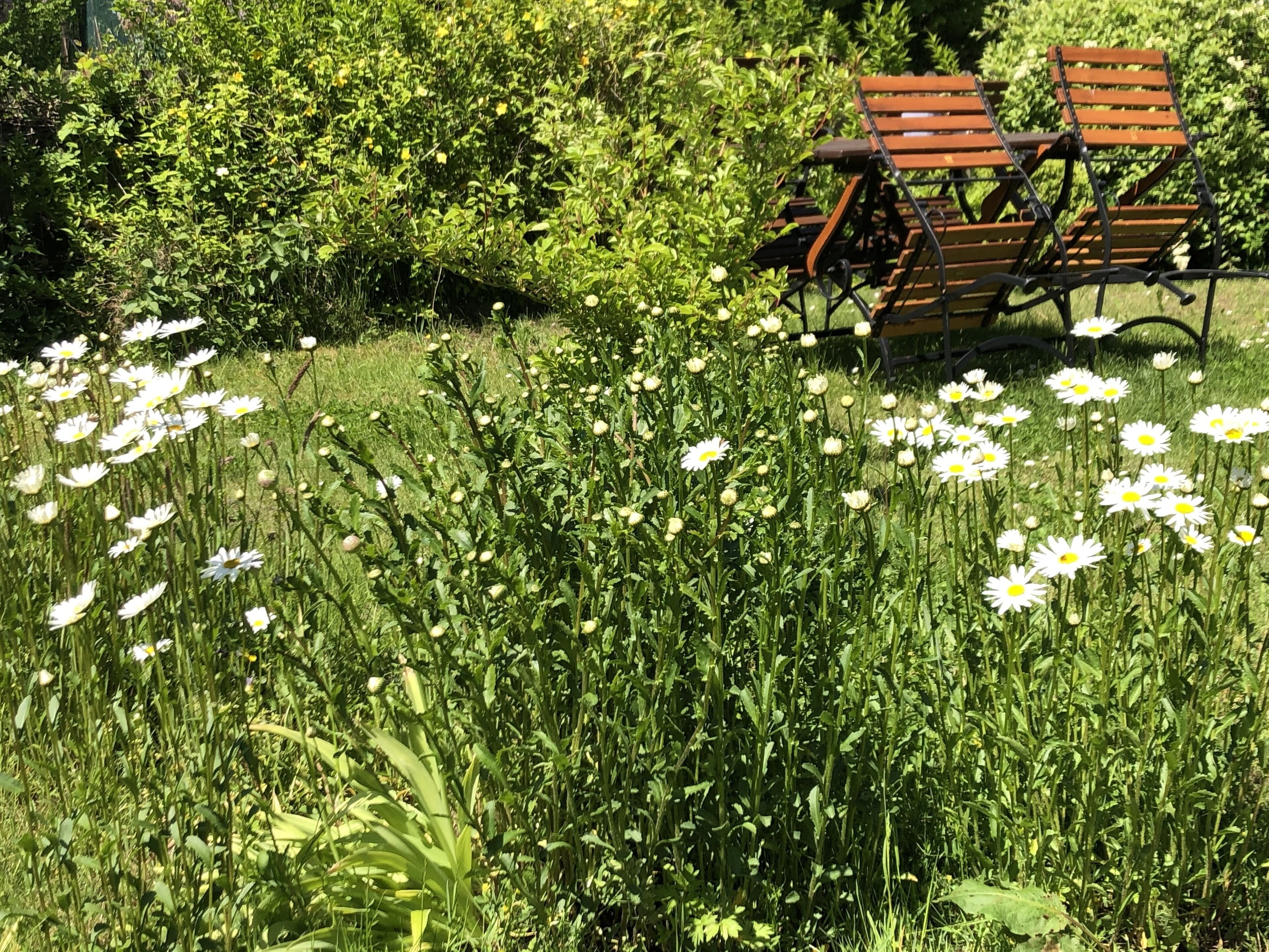 A park with a bench and daisies.