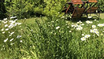 Un parc amb una panxa i margarides.