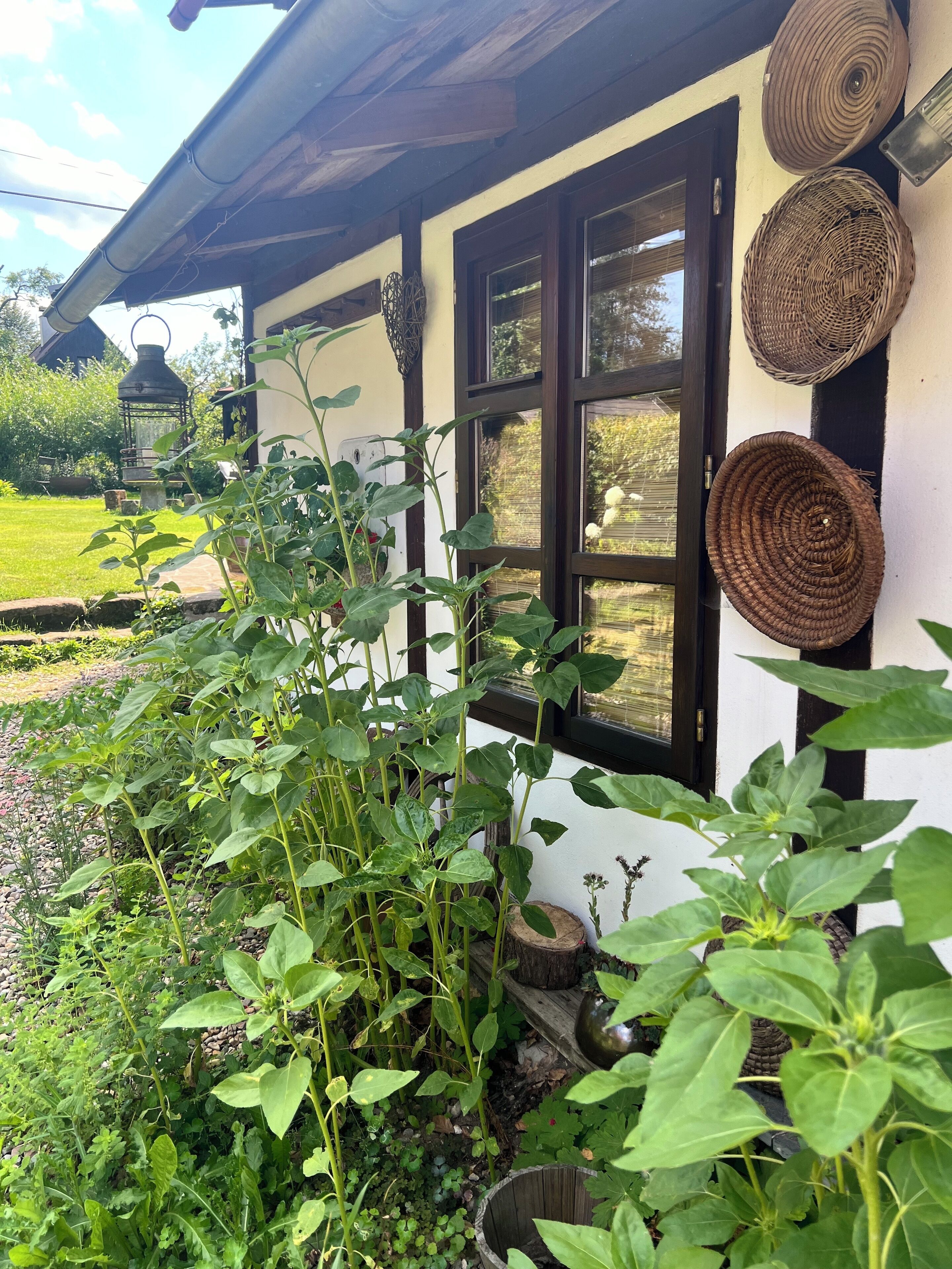 Ein Haus mit Garten, mit einem Fenster, das gewebte Körbe, einen Laternen und einen Blumentopf zeigt.