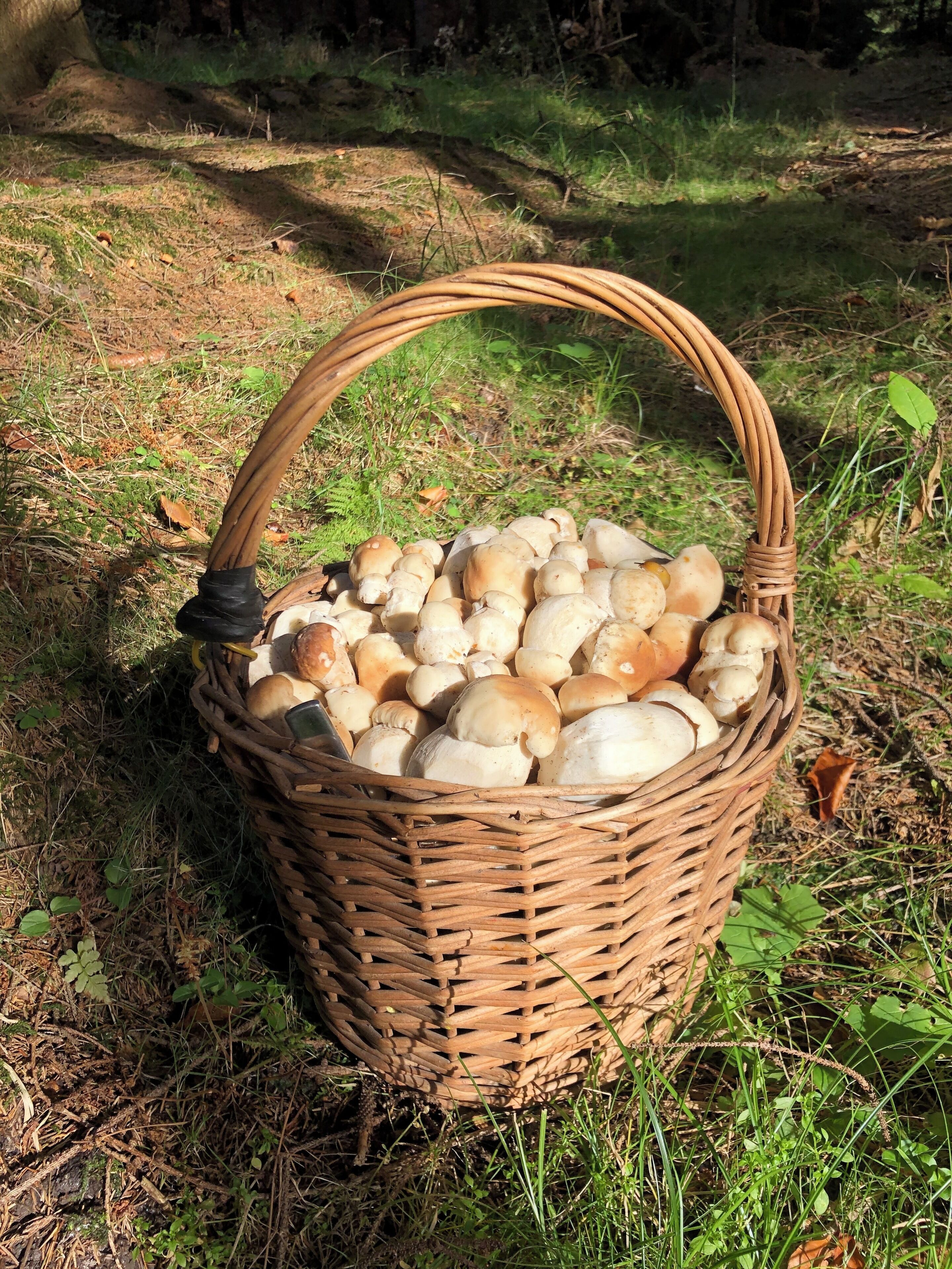 Una cesta de mimbre llena de hongos sobre una superficie cubierta de hierba.