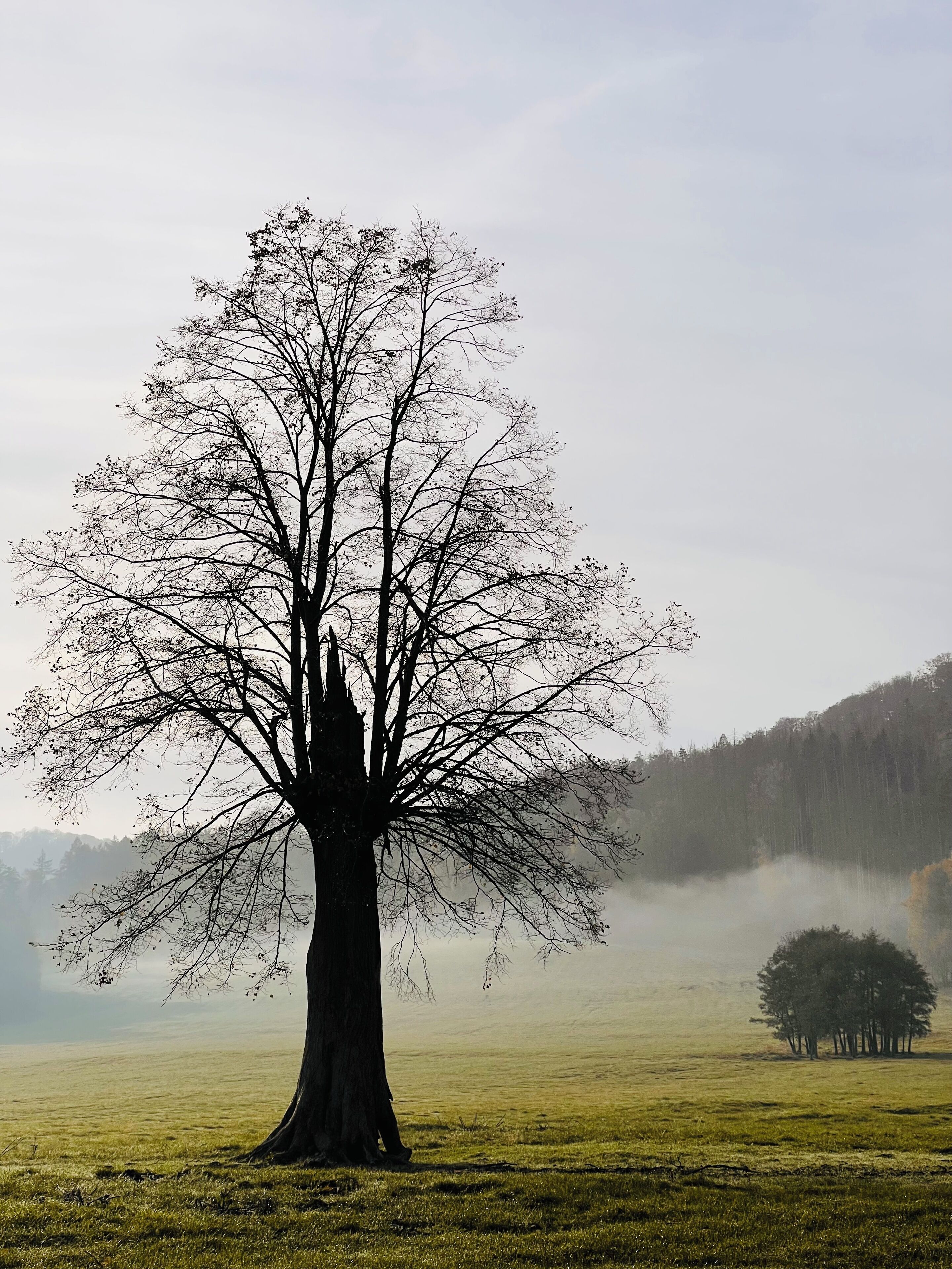 A solitary tree in a foggy field with a misty background.