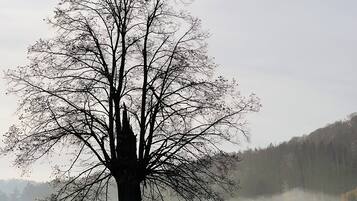 A solitary tree in a foggy field with a misty background.