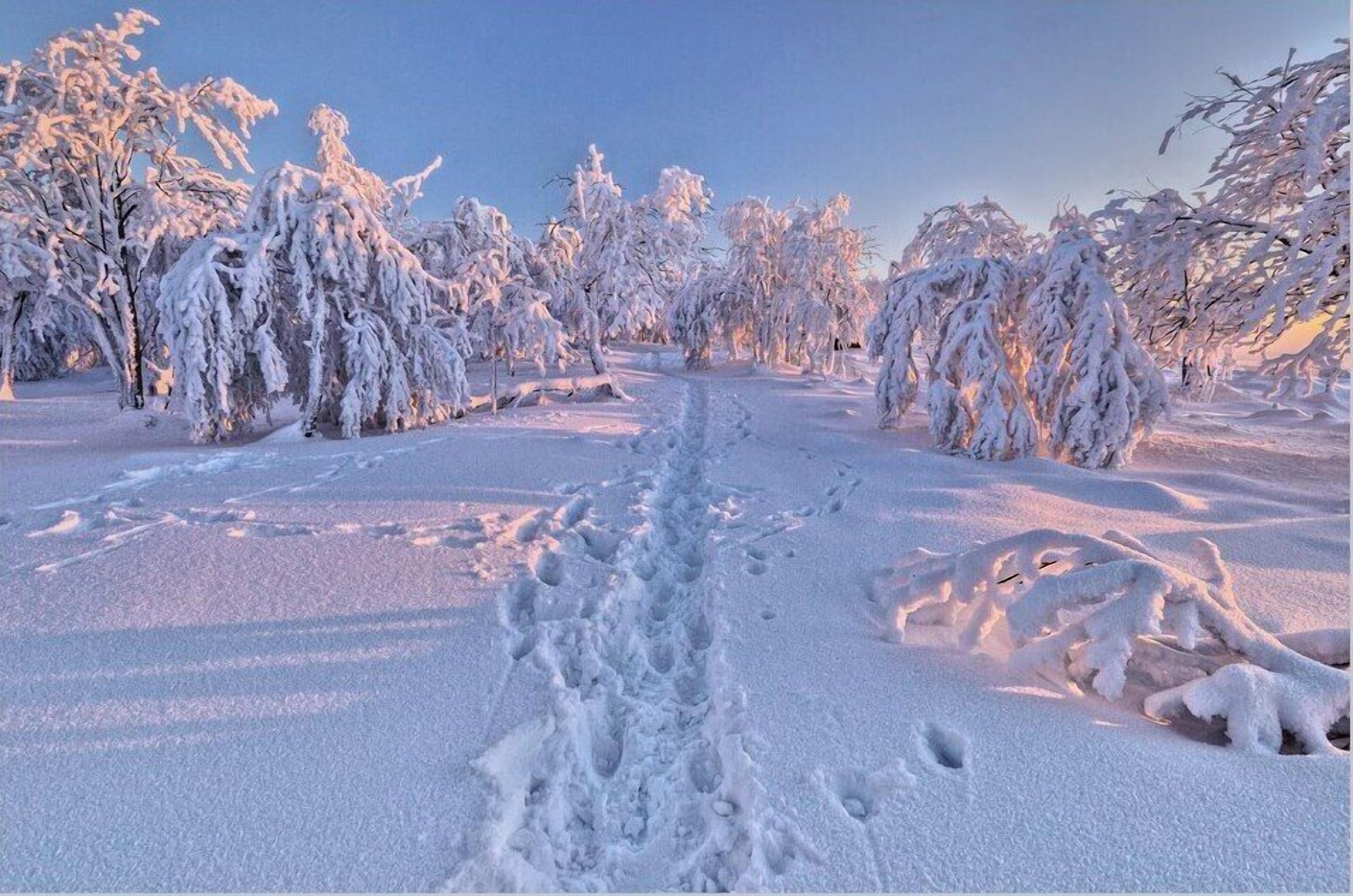 A snow-covered landscape with a clear path leading through trees.