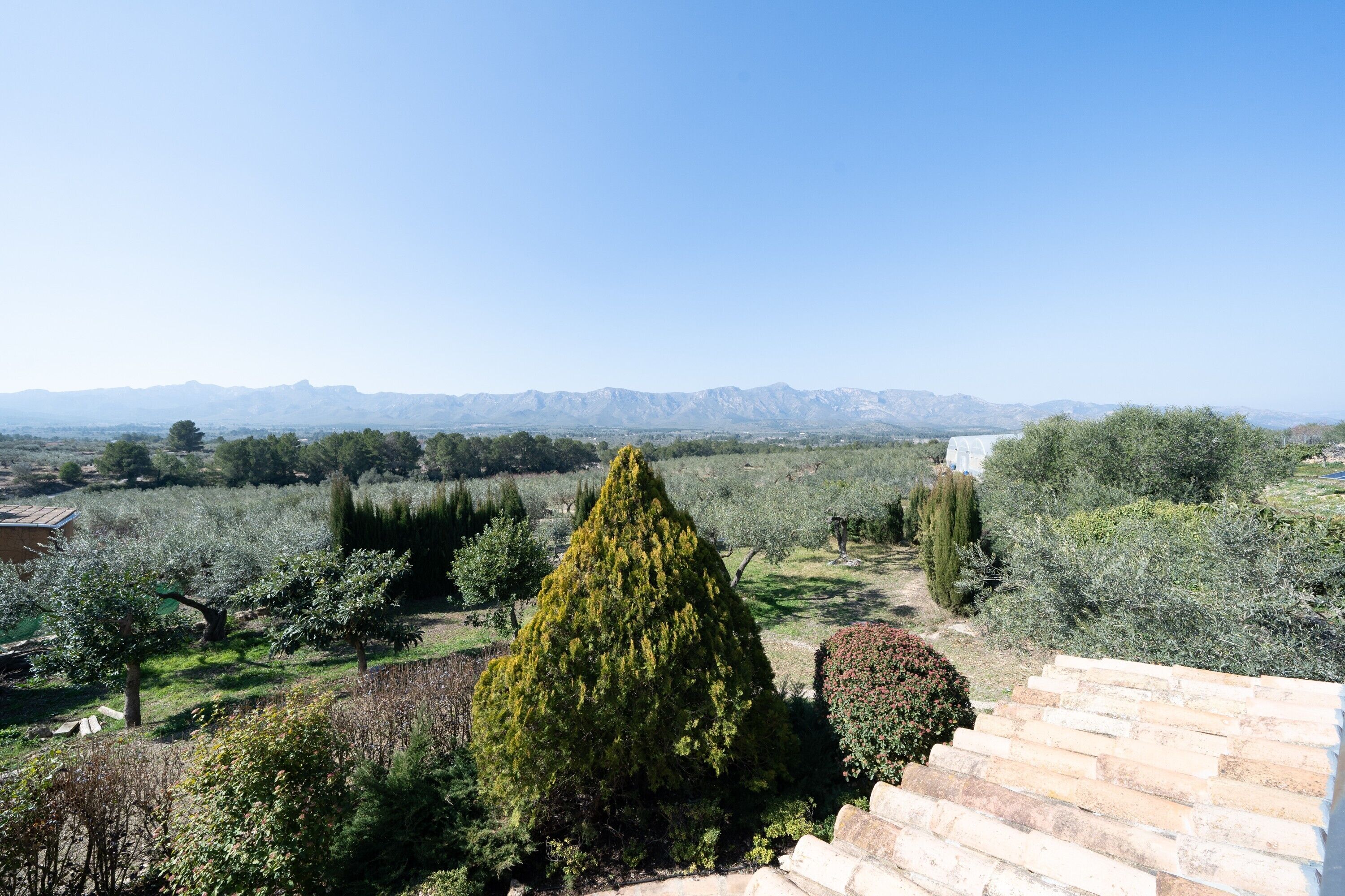A garden with a variety of trees and a stone staircase.