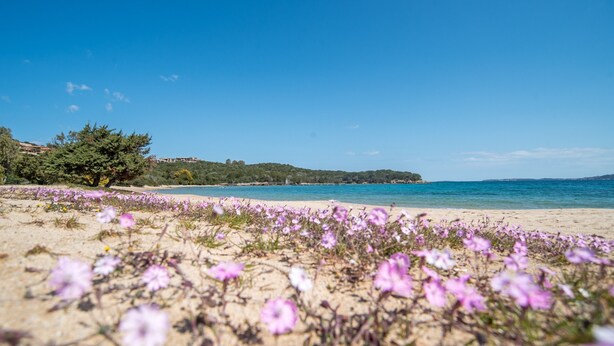 Une plage de sable bordée de fleurs violettes, un ciel bleu azur et des collines qui se dessinent à l’horizon.