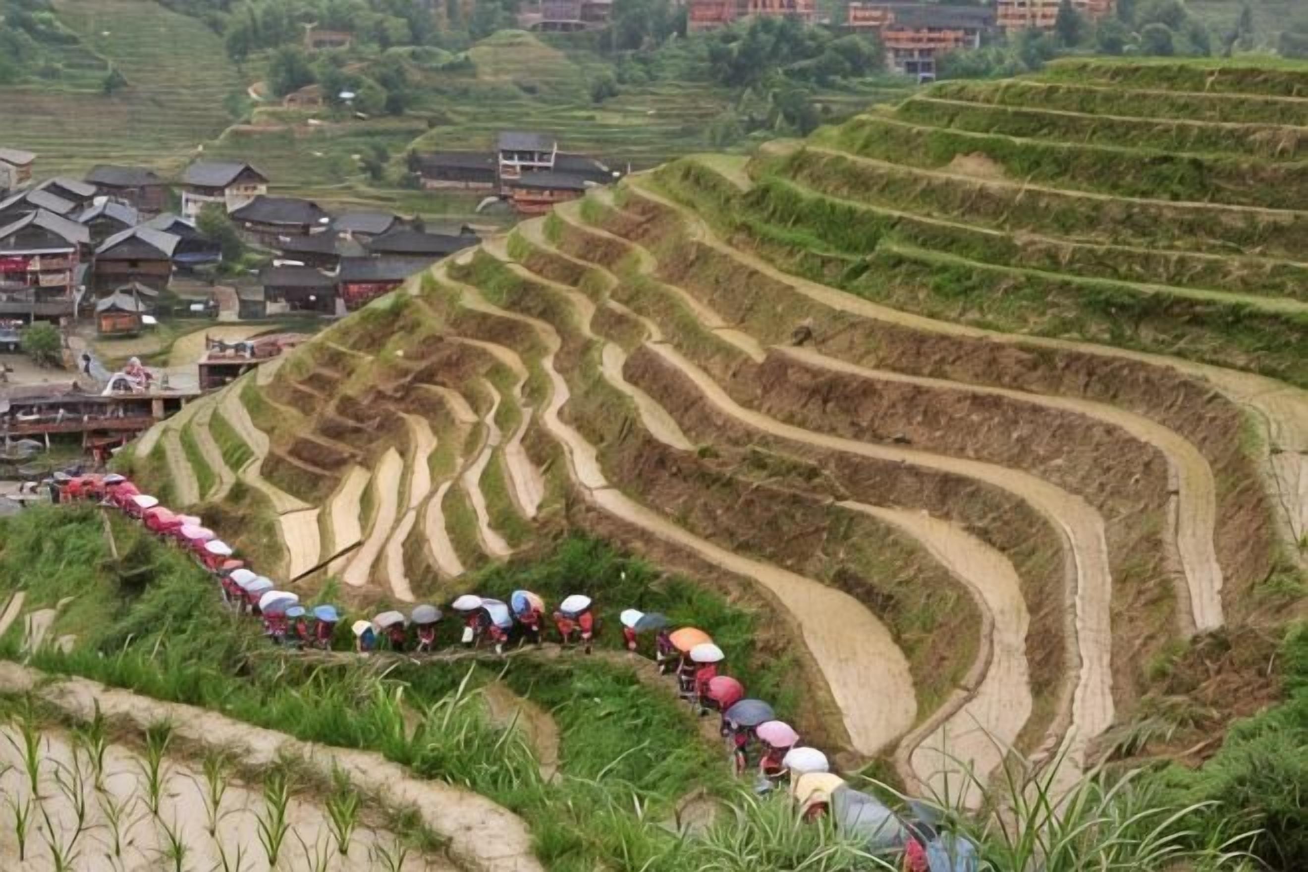Terraced rice fields with a pathway and houses in the background.