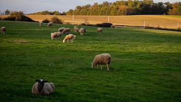 Enceinte de lâhĂ©bergement