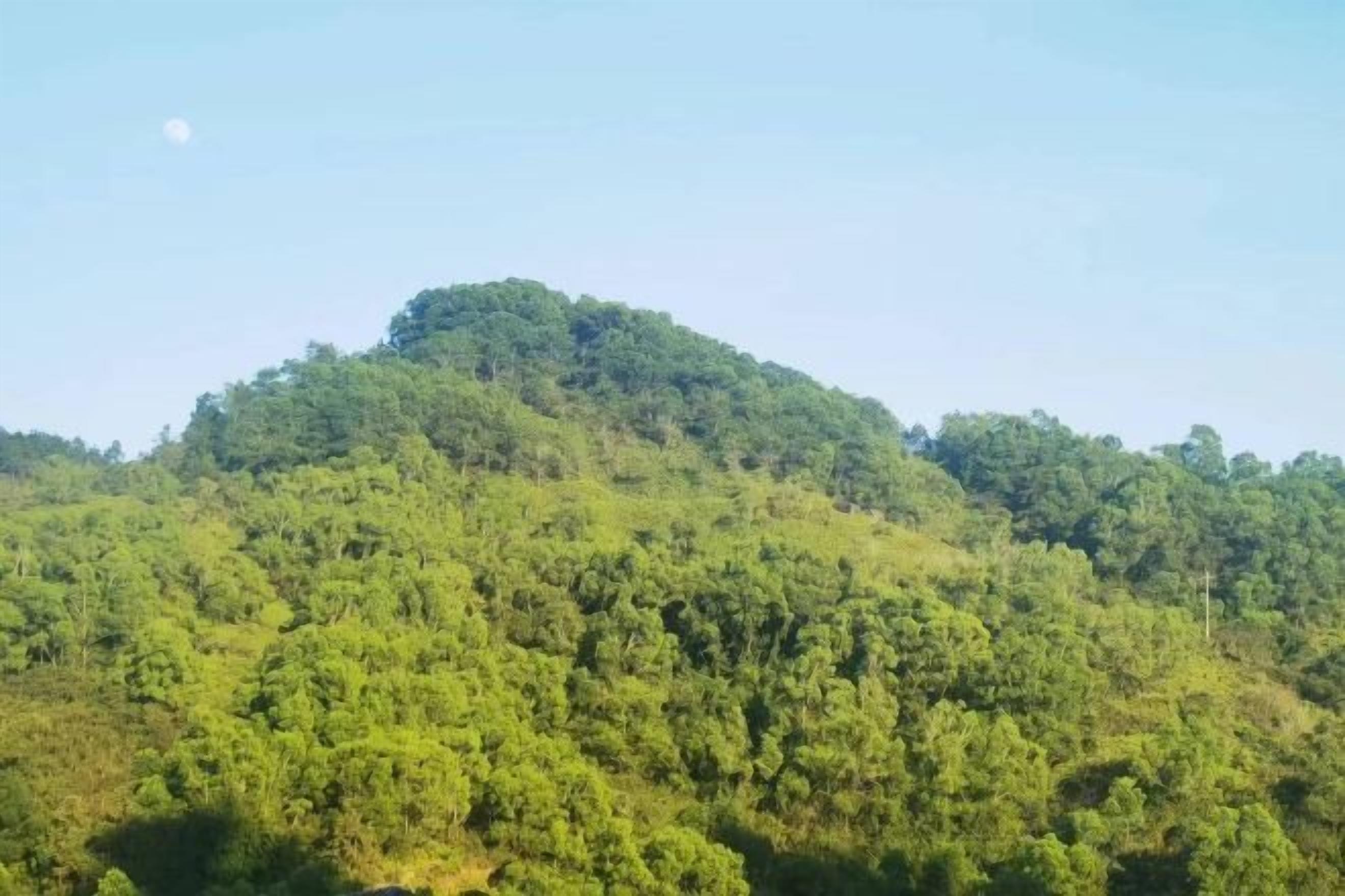 A hill with dense green vegetation and a clear sky.