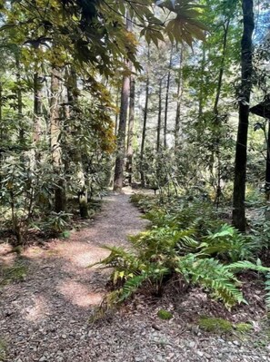 Explore the serene forest trail, surrounded by dense foliage and tall trees, perfect for a peaceful walk or hike.