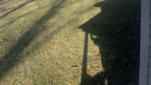 Un jardí amb gespa, arbres i un cel serè.