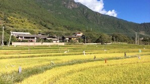 A rural landscape with terraced rice fields, traditional houses, and a mountain backdrop. - Qianxi Hotel (Deqin)