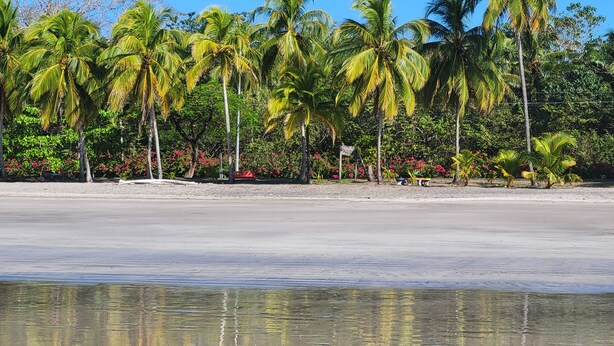Una playa con palmeras y una orilla arenosa.