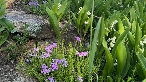 Ein Garten mit verschiedenen Pflanzen und Blumen, eine Steinmauer und ein Gebäude mit braunem Dach im Hintergrund.