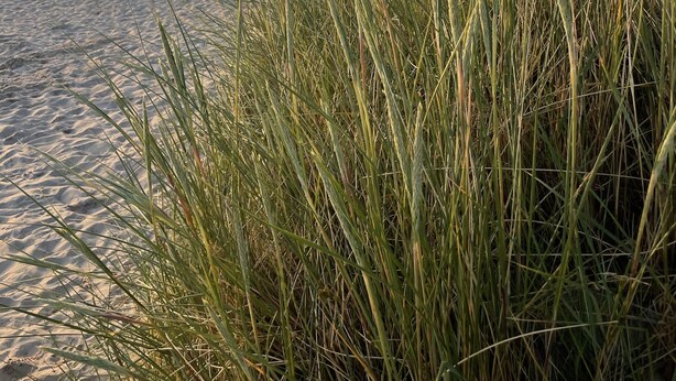 A beach with tall grass in the foreground and a clear sky. - Lovely apartment on the Wadden Sea, suitable for children and tierlieb♥️ (Wangerland)