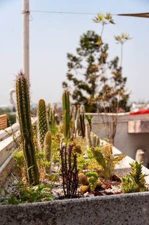 Property grounds - The Grey Hawk, Top floor apt w/ Private Rooftop. (Ciudad de México)