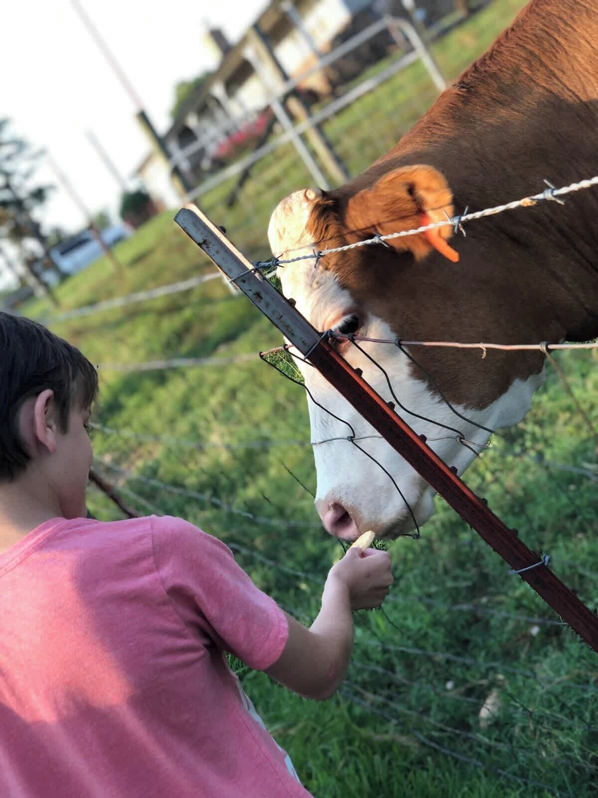 A person feeding a cow through a fence.