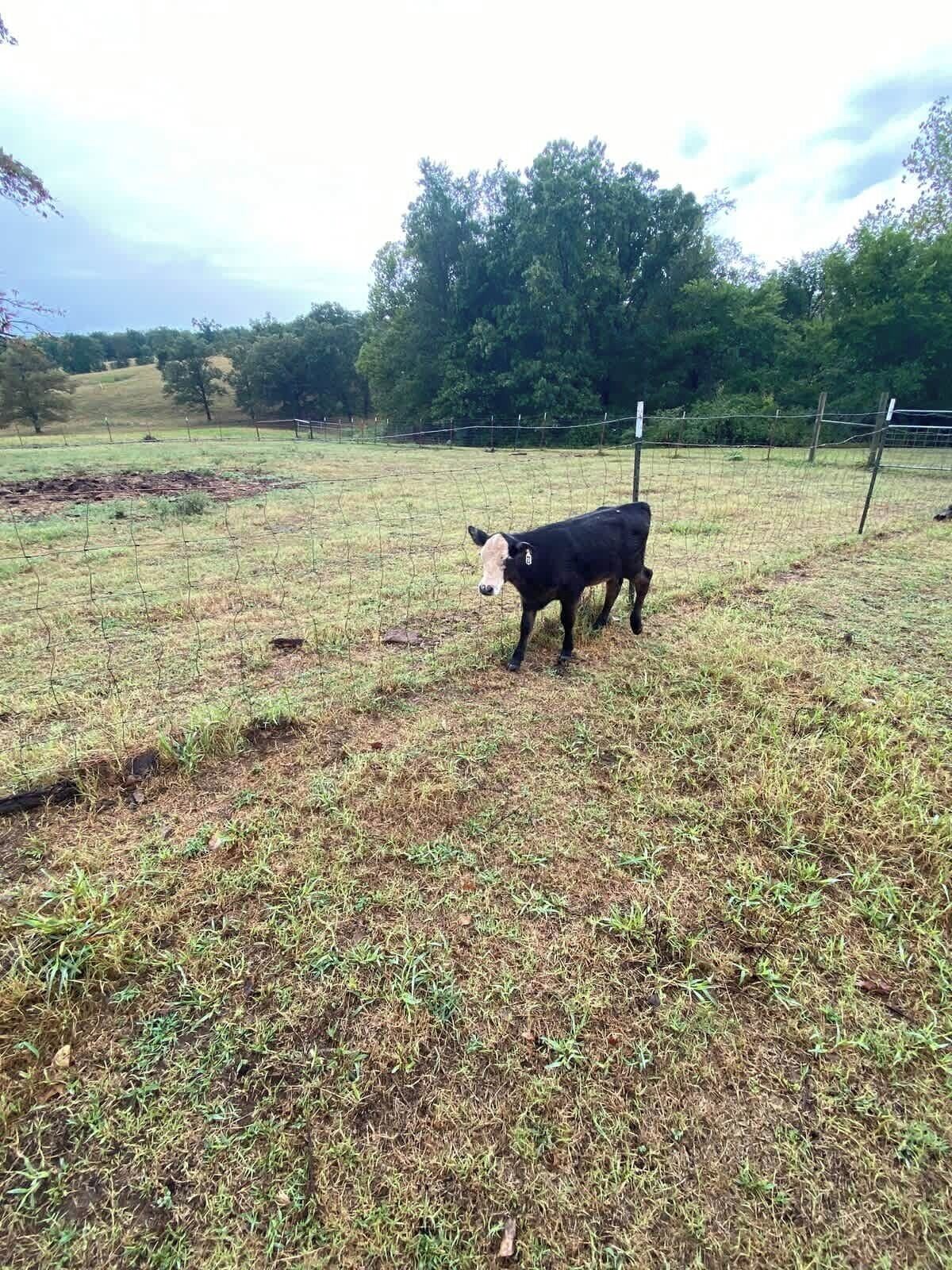 A cow in a fenced pasture with dry grass and trees in the background.