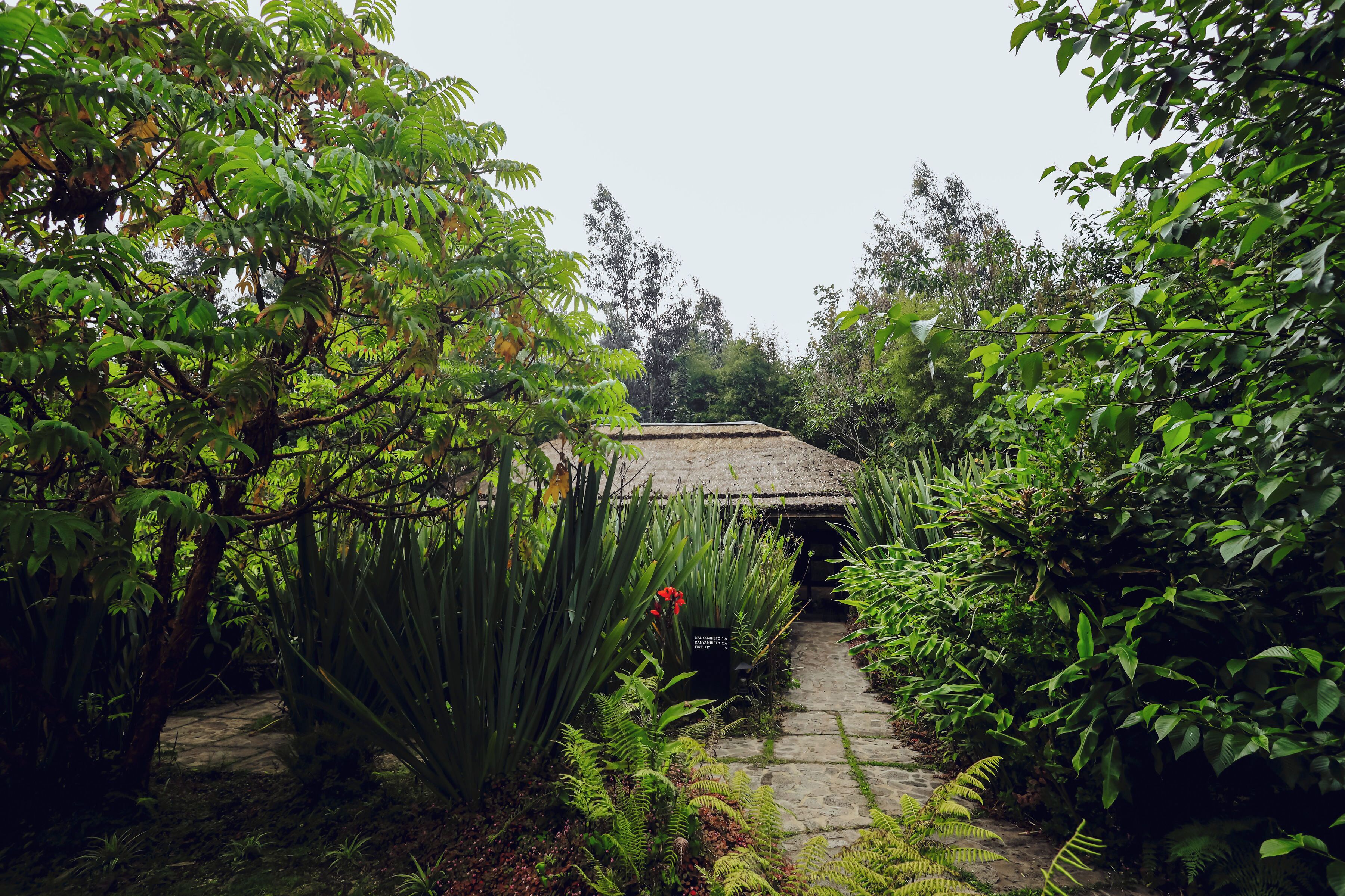 A stone pathway leading to a traditional thatched-roof structure surrounded by lush greenery and ferns.
