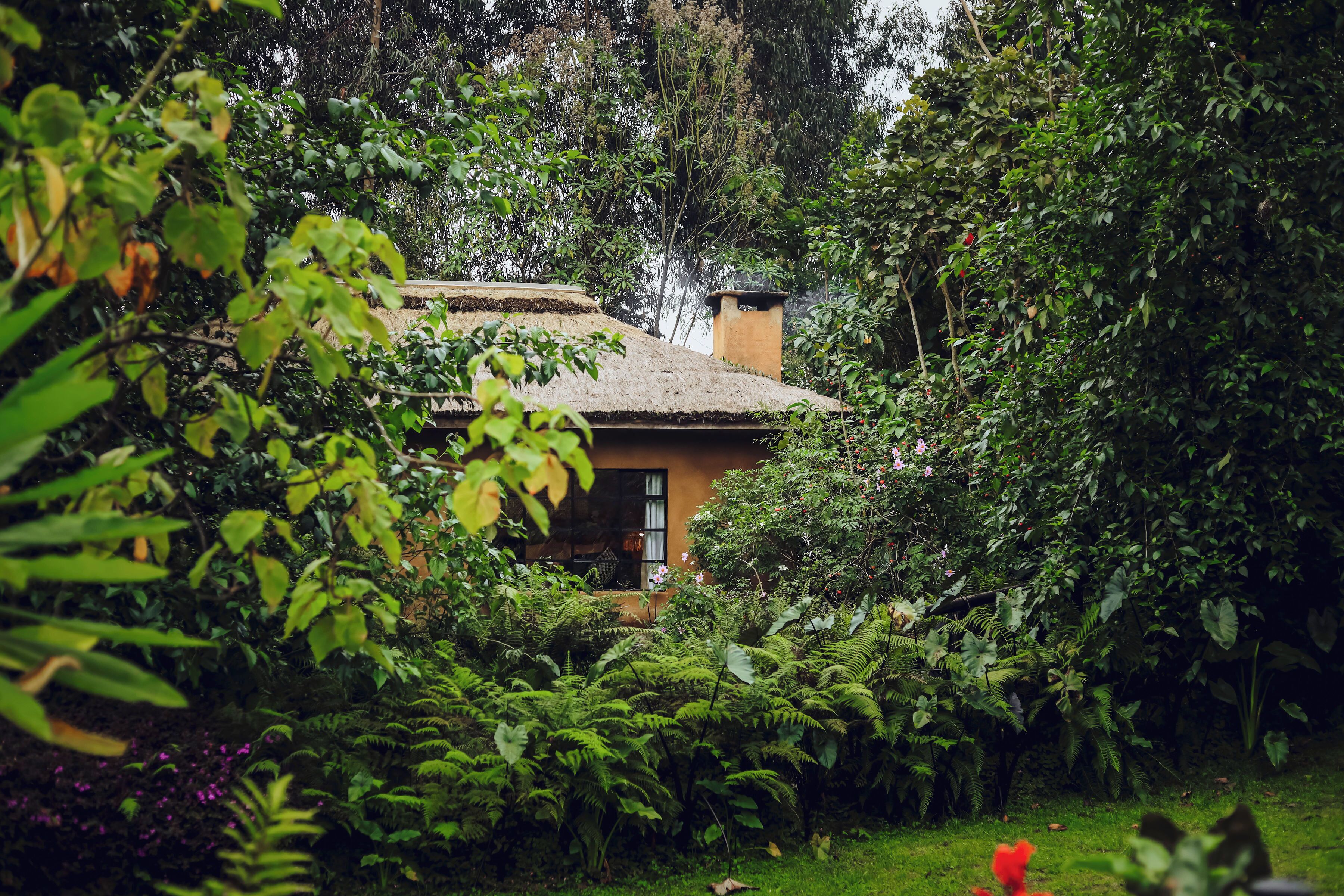 A rustic house surrounded by dense greenery and ferns.