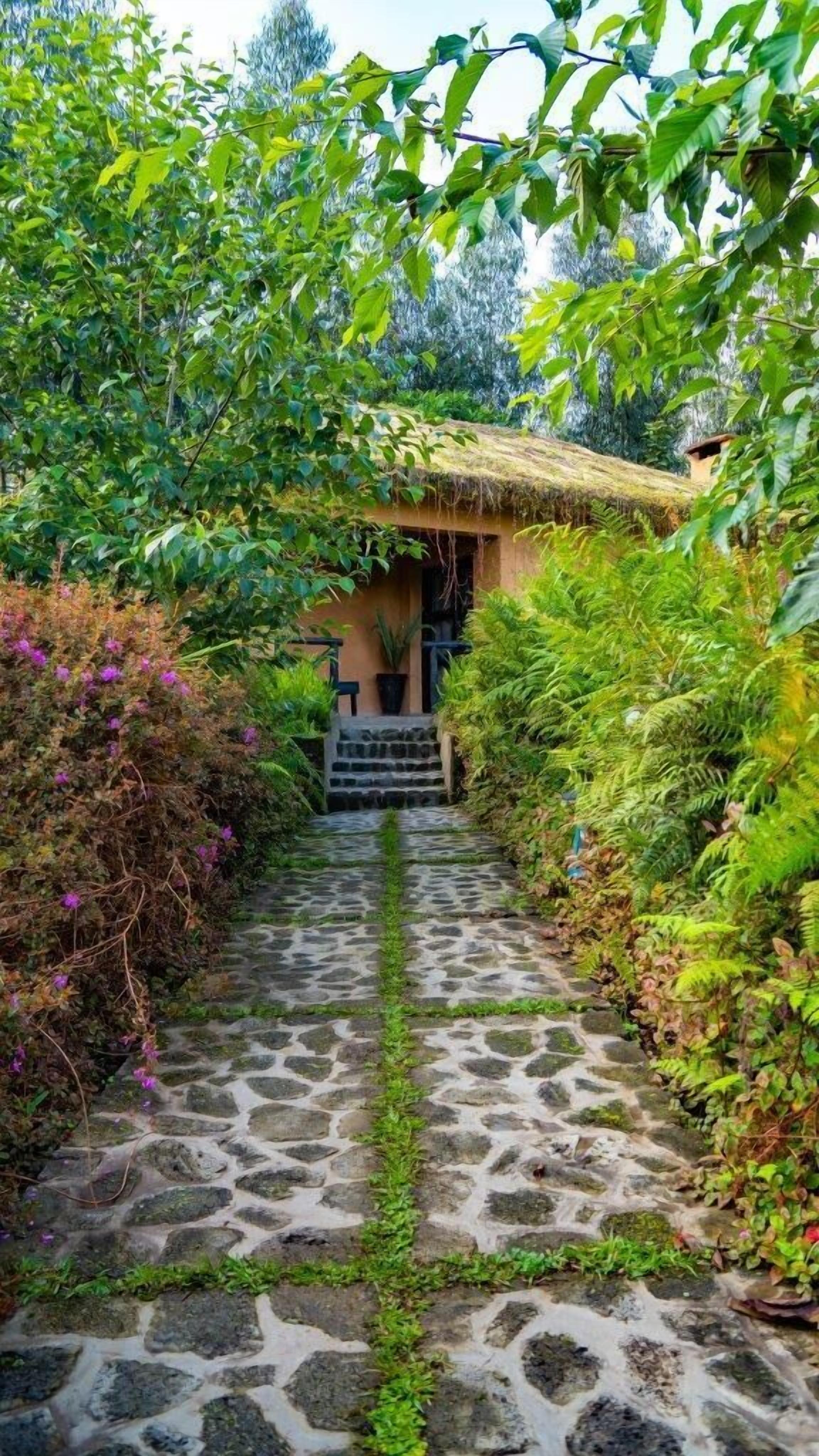 Un sendero de piedra conduce a un edificio rústico con tejado de paja, rodeado de exuberante follaje y helechos.