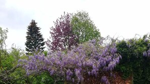 Puutarha, jossa on monenlaisia pensaita, violetteja kukkia koristeleva pergola ja kivimuuri.