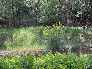 Escape to a serene forest setting surrounded by lush greenery and vibrant wildflowers.