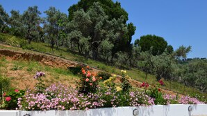 Un jardín ajardinado con diversas flores y árboles, una pared blanca con una puerta, y un cielo azul claro.
