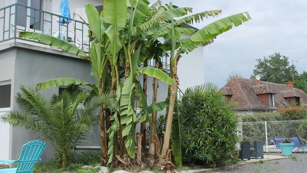 A residential building with a balcony, a blue chair, and banana trees in the front yard. - Central Apartment in La Roche-Posay with Pool and Terrace (La Roche-Posay)